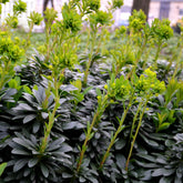 Mandel-Wolfsmilch - Euphorbia amygdaloides Robbiae - Willemse