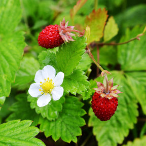 Wald-Erdbeere - Willemse