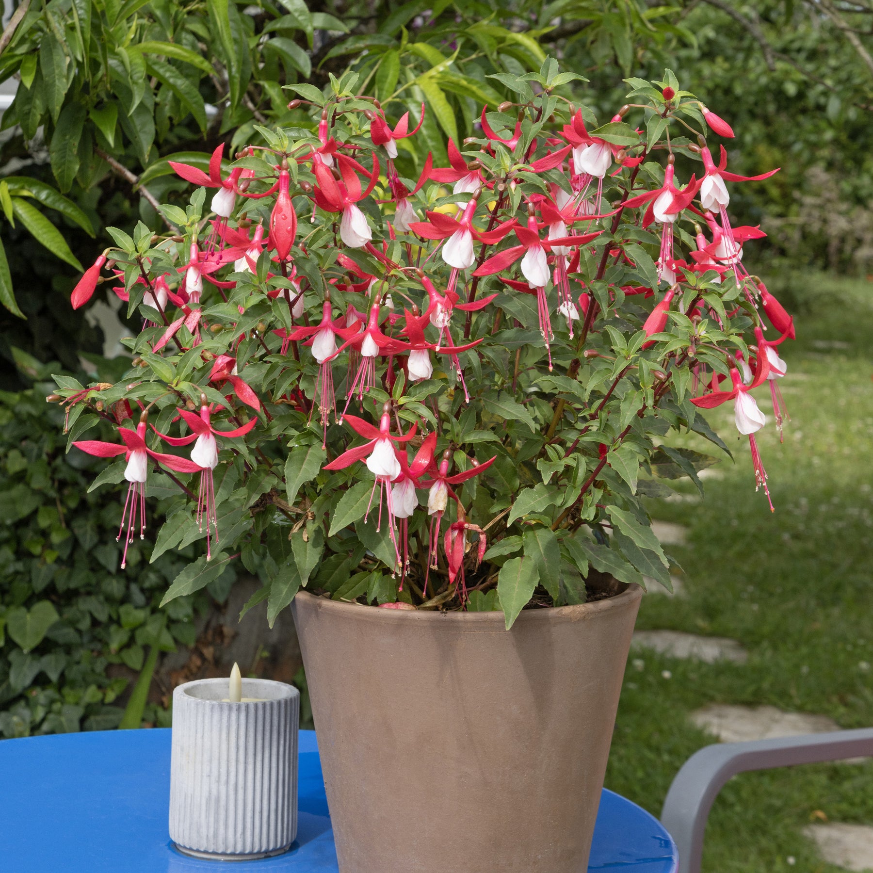 Fuchsia Madame Cornelissen - Willemse