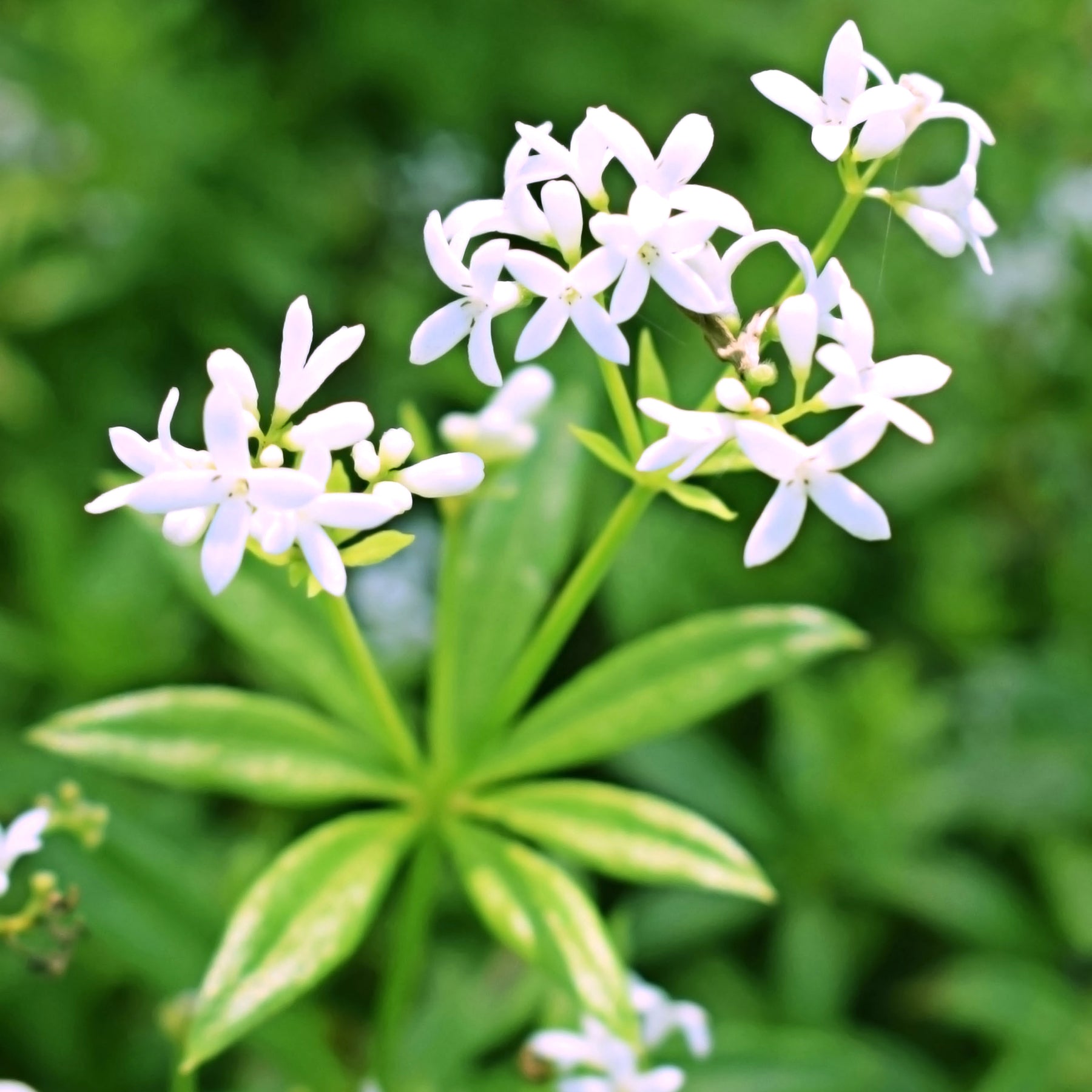Galium odoratum - Waldmeister - Bodendecker