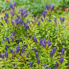 Sommer-Enzian - Gentiana septemfida - Willemse