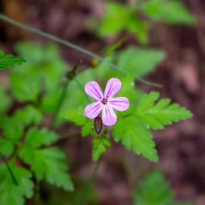 Ruprechtskraut - Geranium robertianum - Willemse