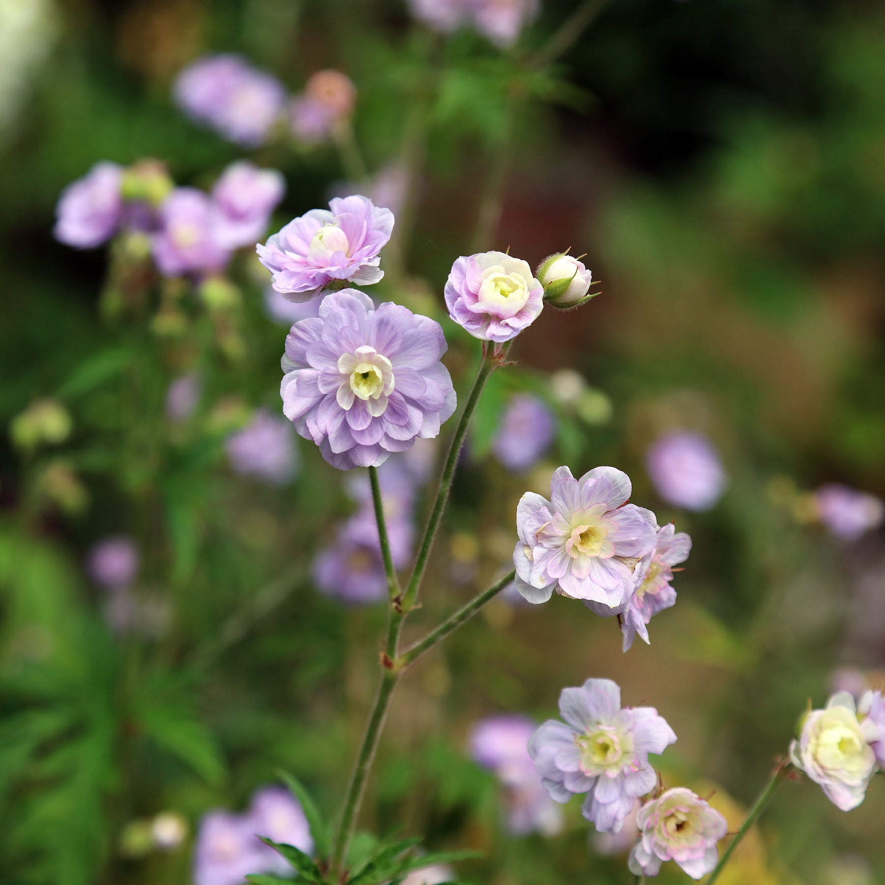 Geranium pratense Summer Skies - Storchschnabel Summer Skies - Geranien