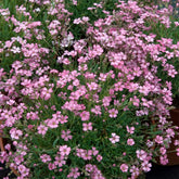 Verkauf Kriechendes Schleierkraut 'Rosea'