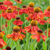 Sonnenbraut ‘Moerheim Beauty’ - Helenium Moerheim Beauty - Willemse