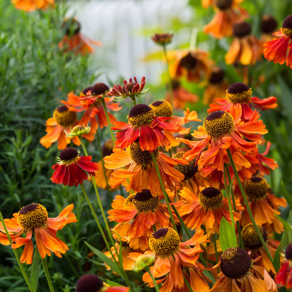 Sonnenbraut ‘Moerheim Beauty’ - Willemse