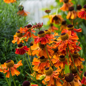 Sonnenbraut ‘Moerheim Beauty’ - Willemse