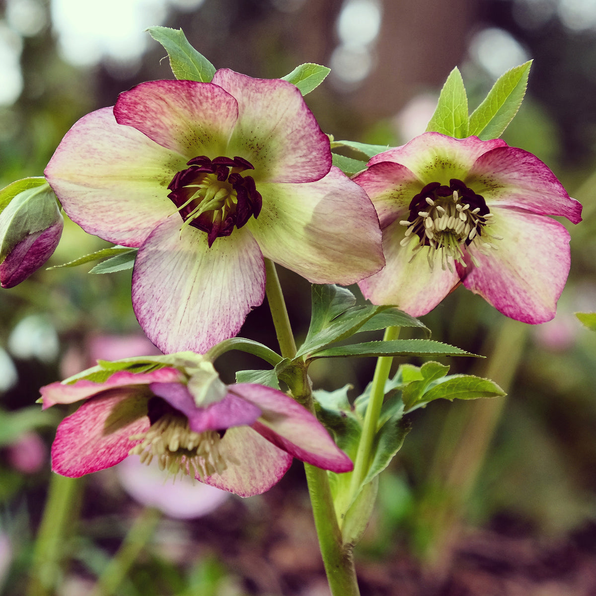 Christrose ‘Picotee’ - Willemse