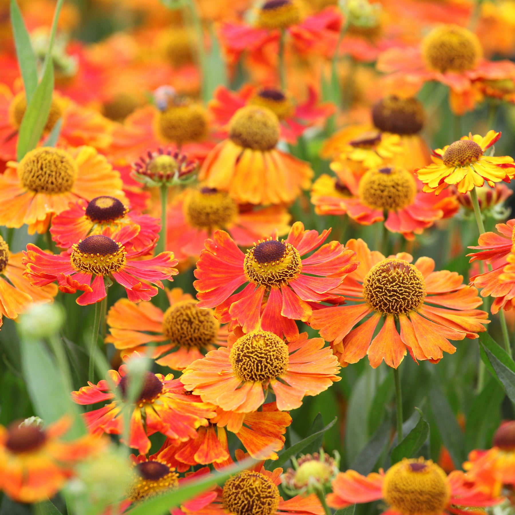 Sonnenbraut 'Waltraut' - Helenium waltraut - Willemse