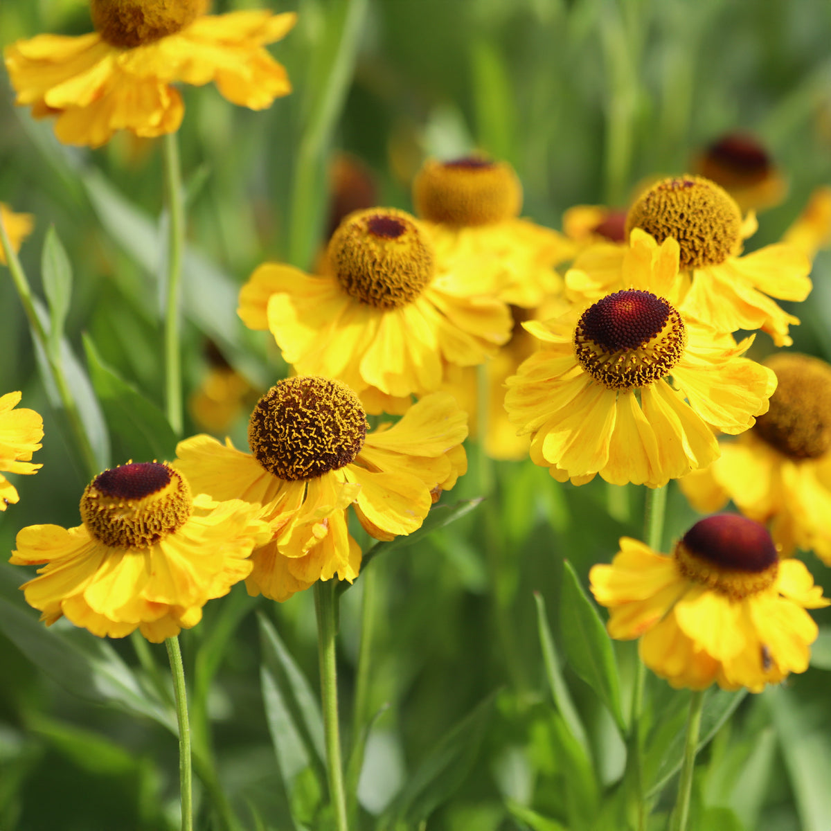 Sonnenbraut Wyndley - Helenium wyndley - Willemse