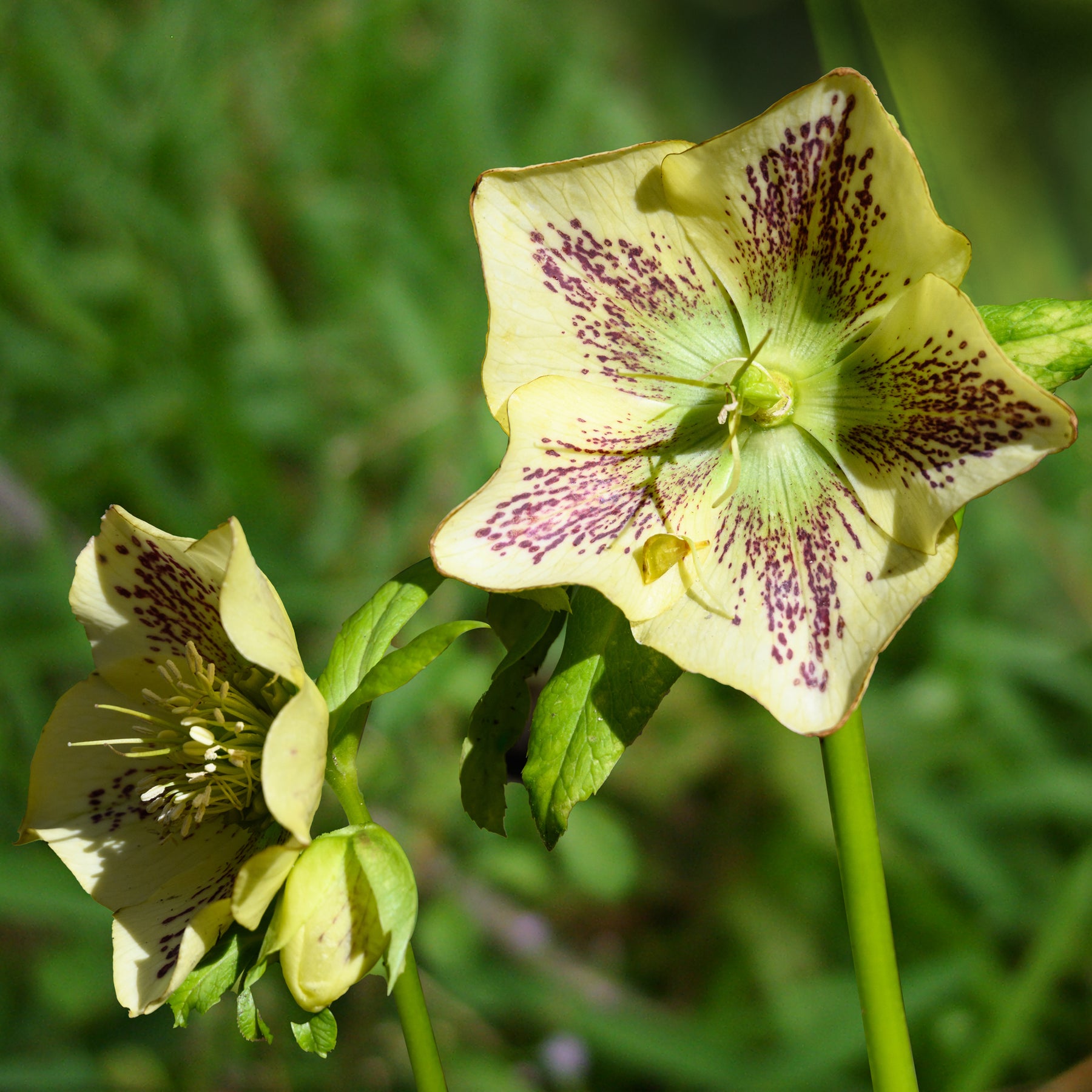 Lenzrose ‘Green Spotted’ - Willemse