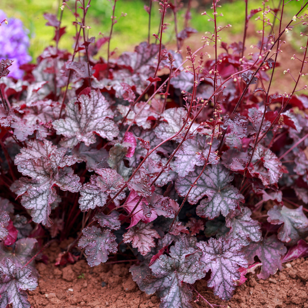 Heuchera Forever Purple - Heuchera Forever Purple - Willemse