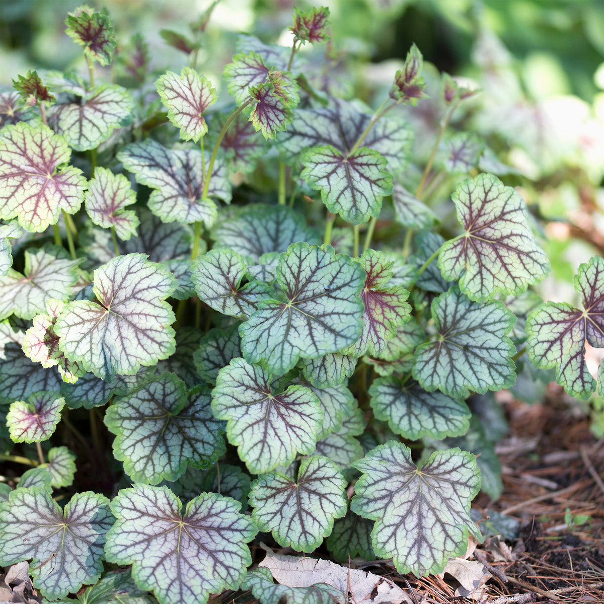 Purpurglöckchen 'Green Spice' - Heuchera green spice - Willemse