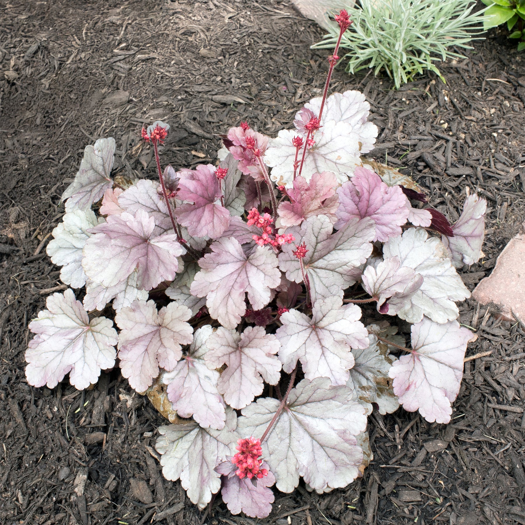 Purpurglöckchen 'Silver Gumdrop' - Willemse