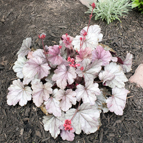 Purpurglöckchen 'Silver Gumdrop' - Willemse