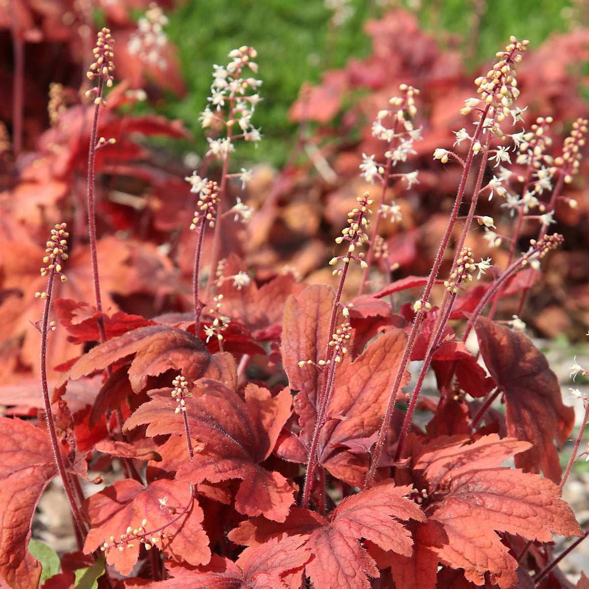 Purpurglöckchen 'Marmalade' - Heuchera marmalade - Willemse