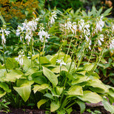 Hosta hybride royal standard - Hosta Royal Standard - Hosta - Funkie