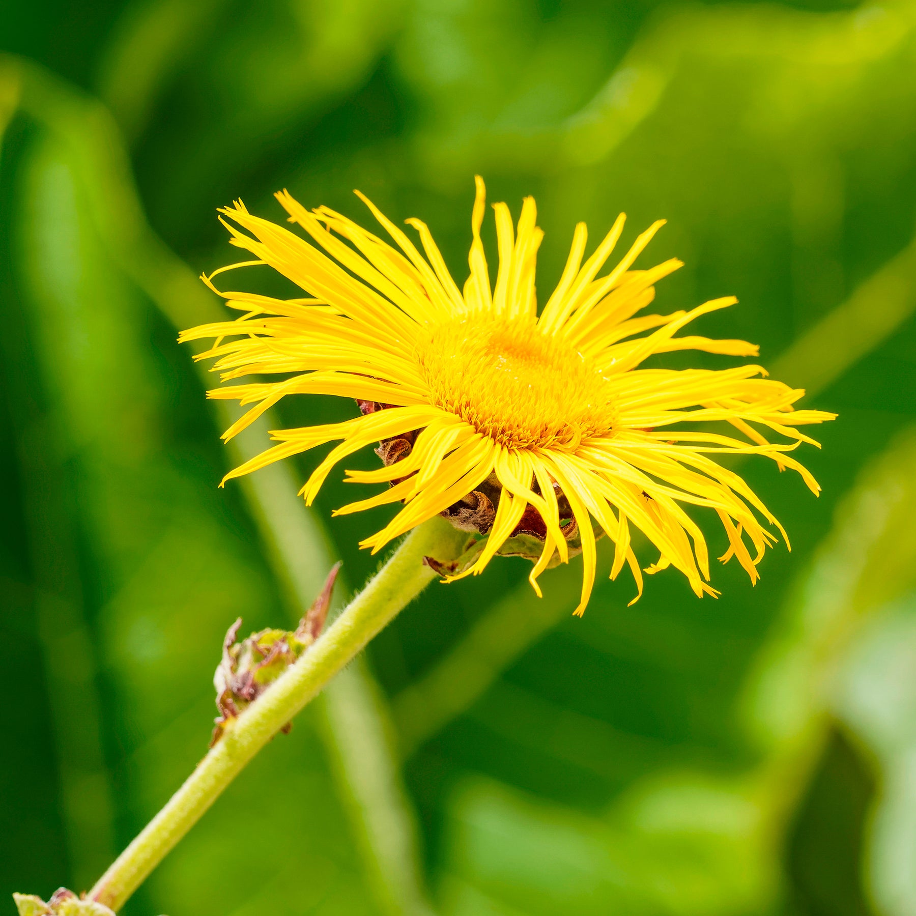 Verkauf Hoher Alant - Inula magnifica