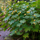 Wachsblume - Kirengeshoma palmata - Willemse