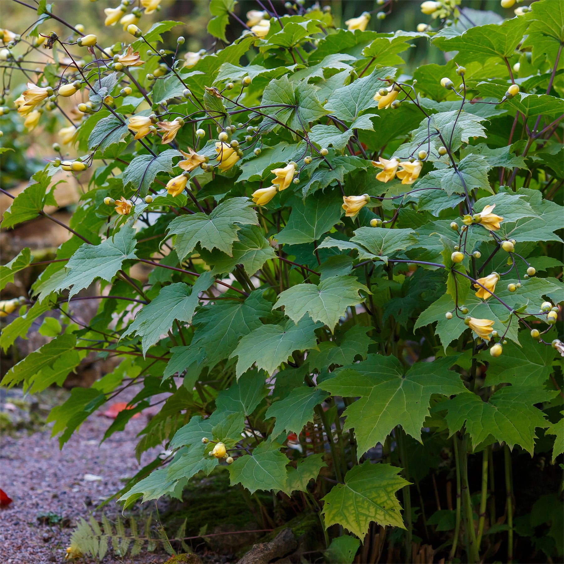 Wachsblume - Kirengeshoma palmata - Willemse