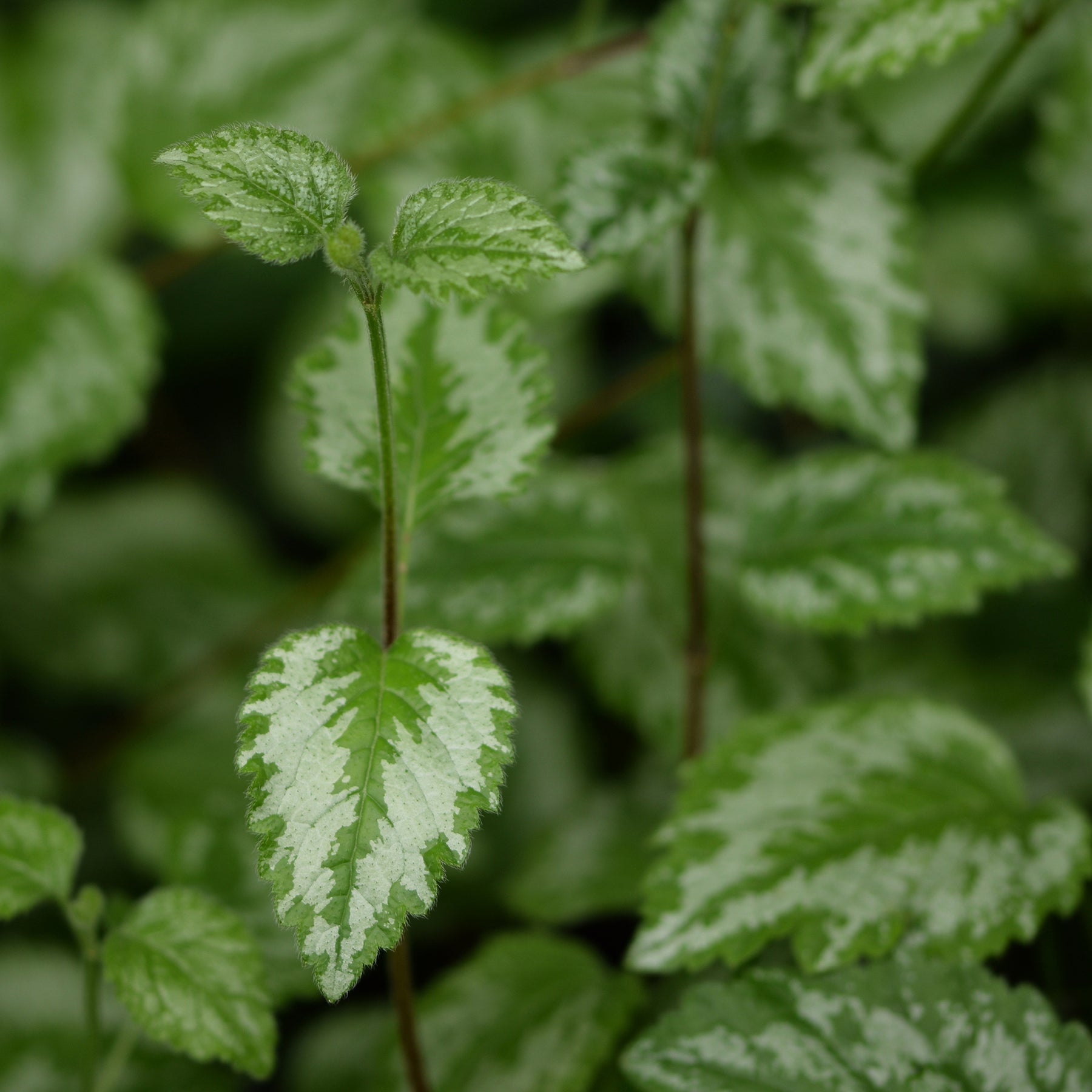 Goldnessel 'Florentinum' - Lamiastrum galeobdolon Florentinum - Willemse