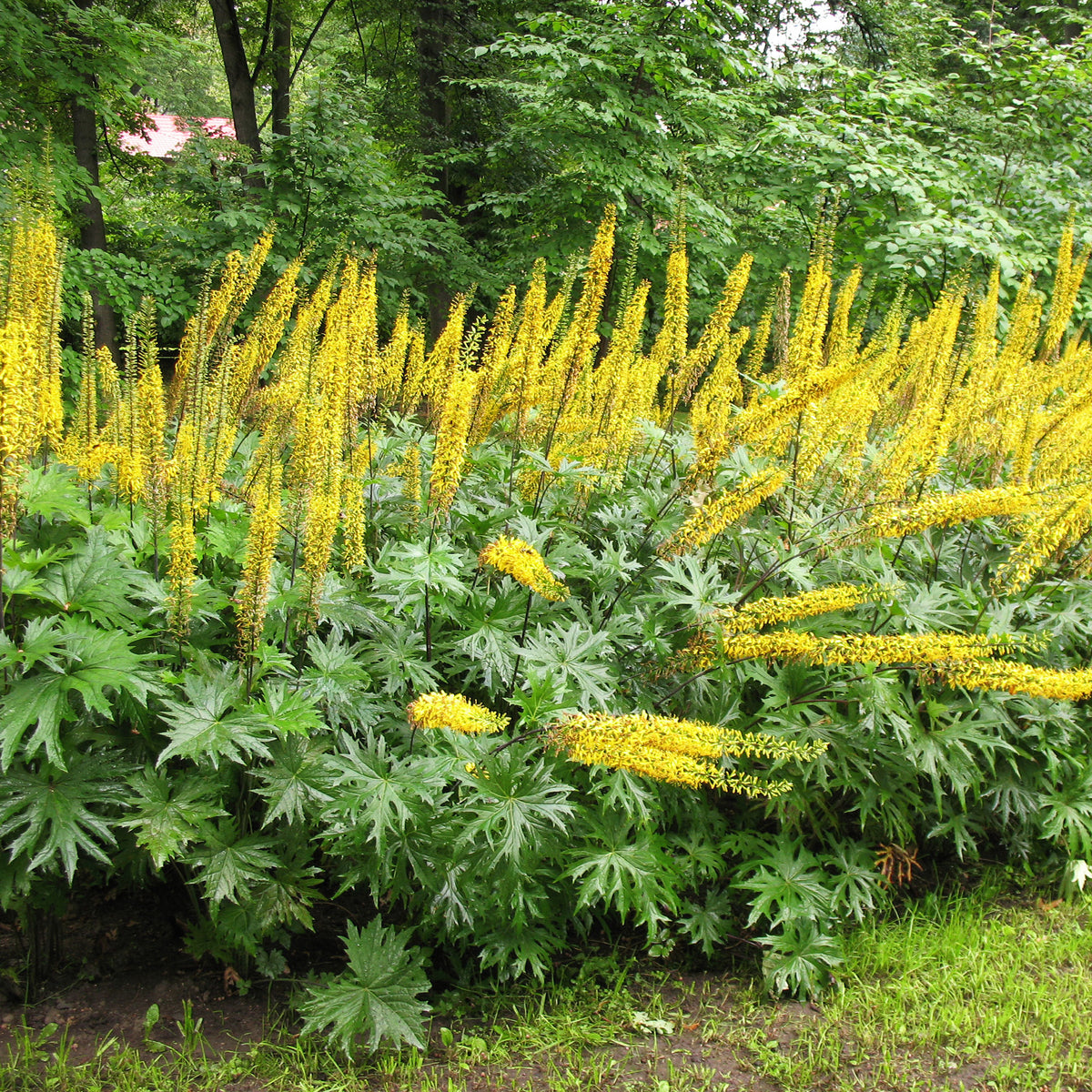 Przewalskis Kerzen-Goldkolben - Ligularia przewalskii - Willemse