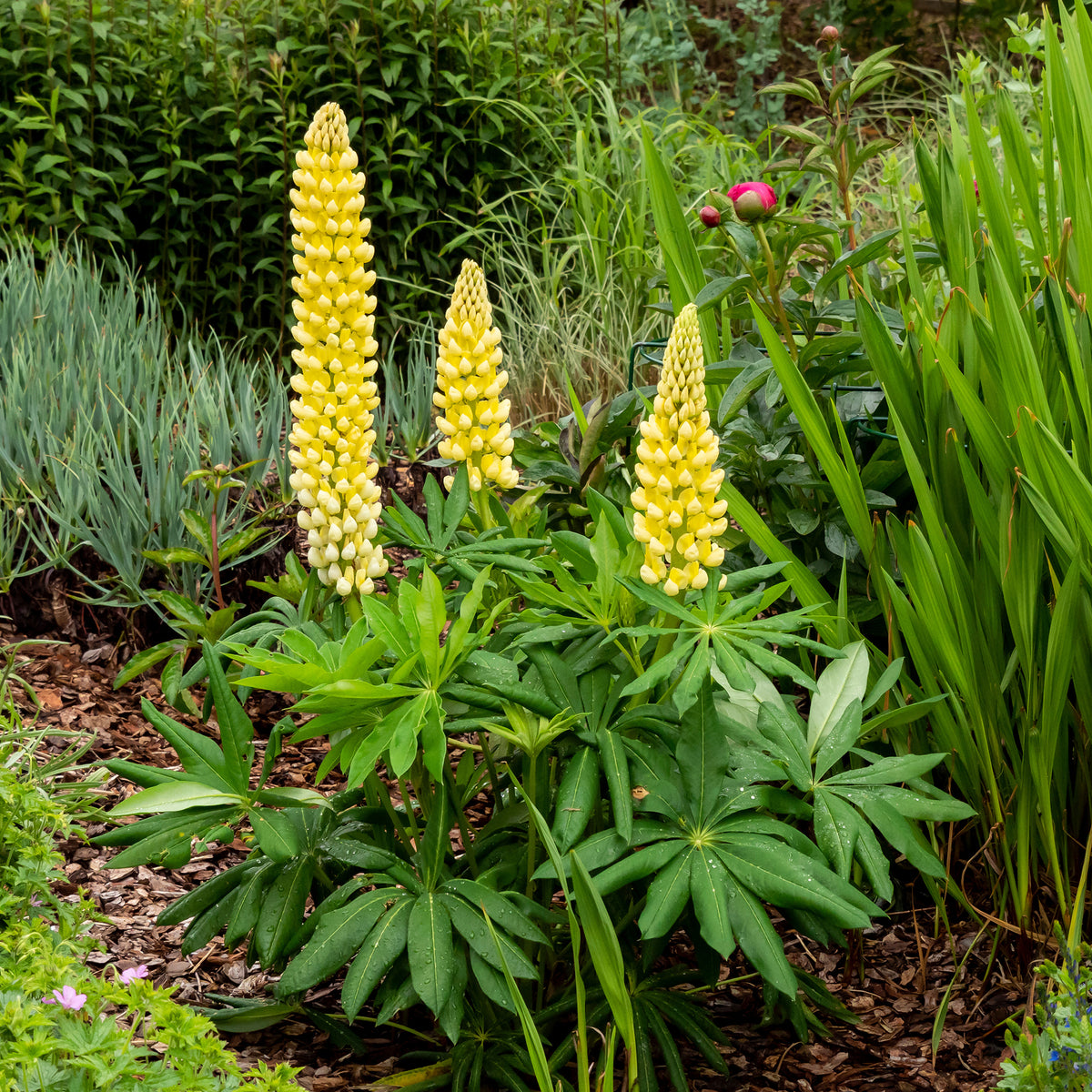 Lupine 'Chandelier' - Willemse