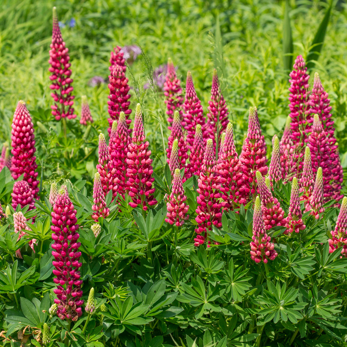 Lupine ‘Gallery Red’ - Willemse