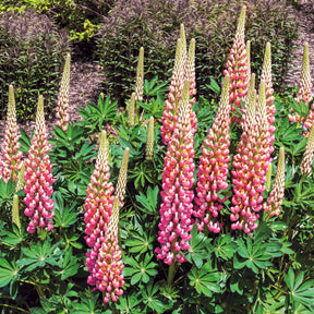 Lupine ‘The Chatelaine’ - Willemse