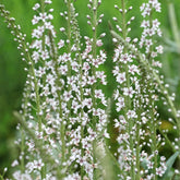 Spanischer Felberich - Lysimachia ephemerum - Willemse