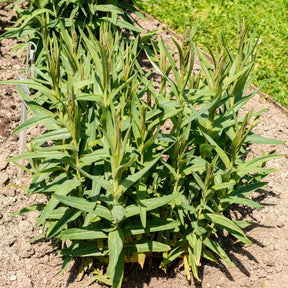 Lysimachia ephemerum - Spanischer Felberich - Stauden