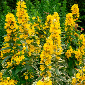 Verkauf Gilbweiderich Alexander - Lysimachia punctata Alexander