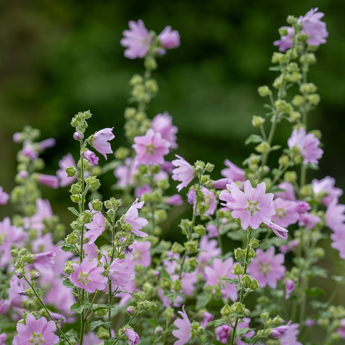 Moschus-Malve 'Rosea' - Malva moschata Rosea - Willemse