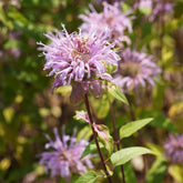 Indianernessel Wilde Bergamotte - Monarda bradburiana - Willemse