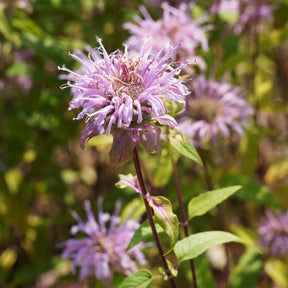 Indianernessel Wilde Bergamotte - Monarda bradburiana - Willemse