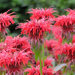 Indianernessel 'Cambridge Scarlet'