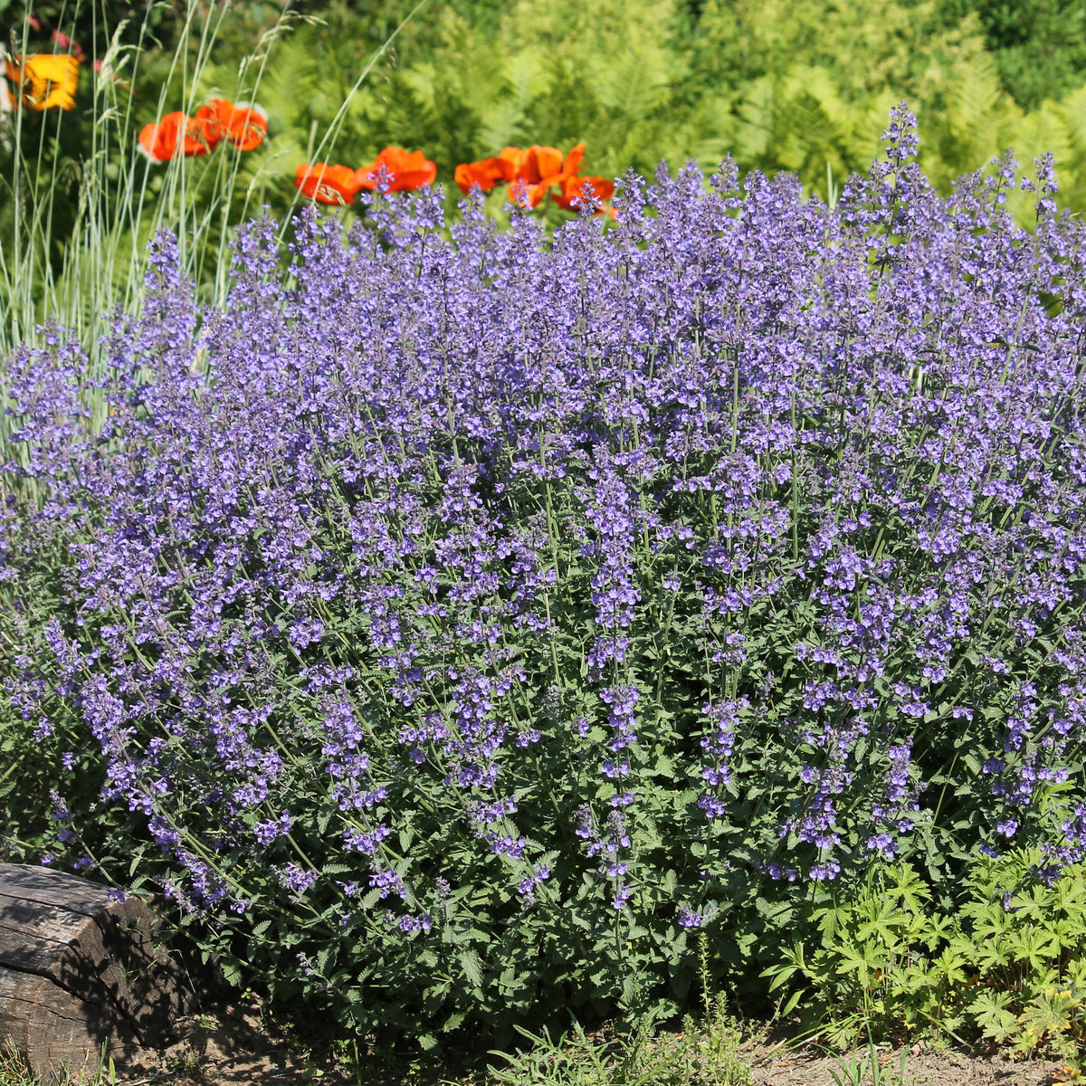 Blaue Katzenminze - Nepeta faassenii - Willemse