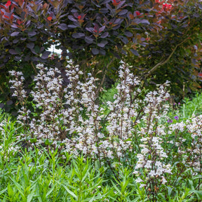 Bartfaden ‘Husker Red’ - Penstemon digitalis Husker Red - Willemse