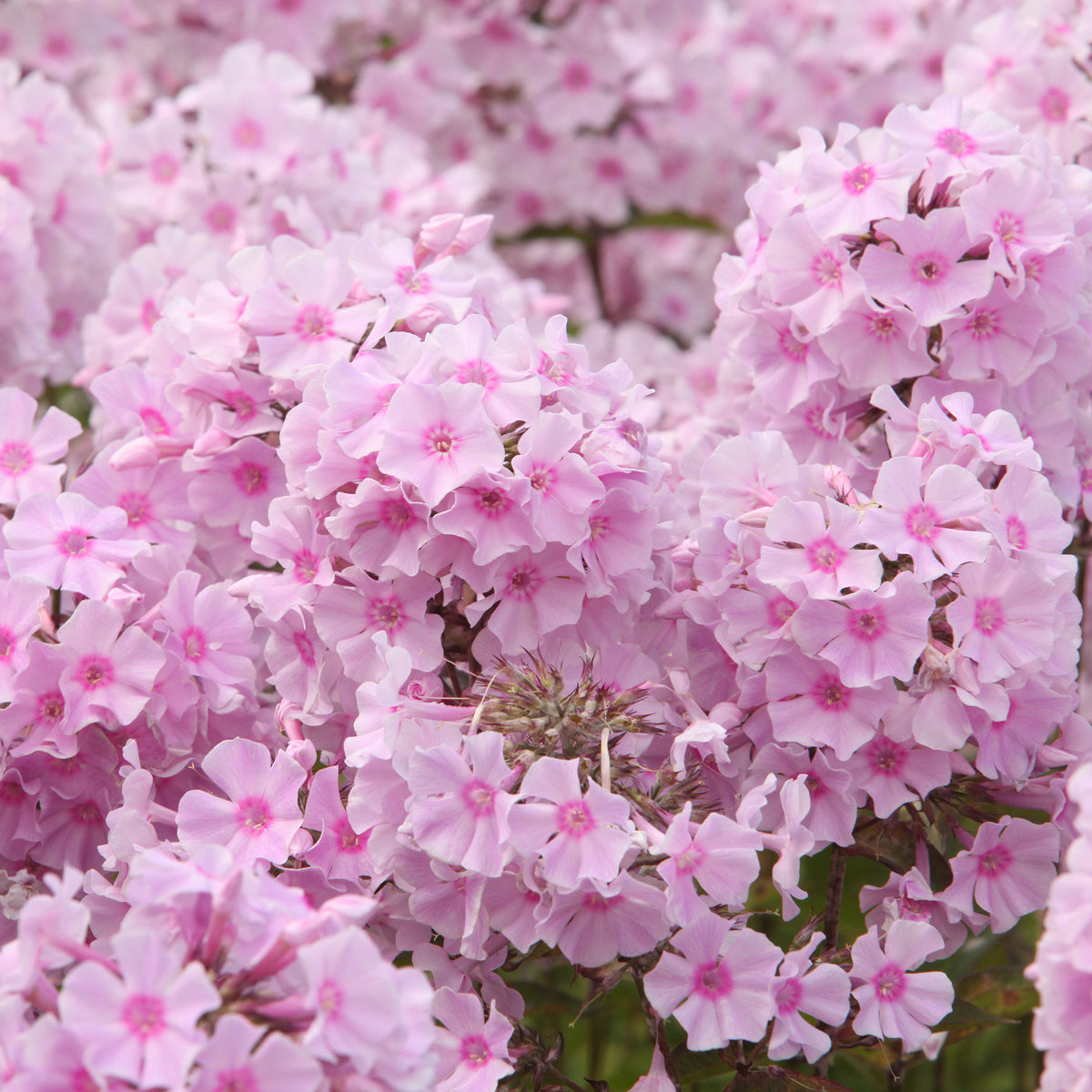 Flammenblume ‘Rosa Pastell’ - Phlox paniculata Rosa Pastell - Willemse