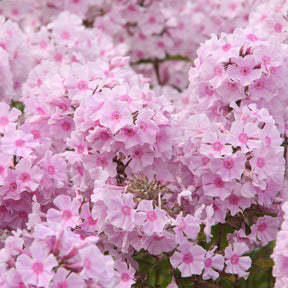 Flammenblume ‘Rosa Pastell’ - Phlox paniculata Rosa Pastell - Willemse