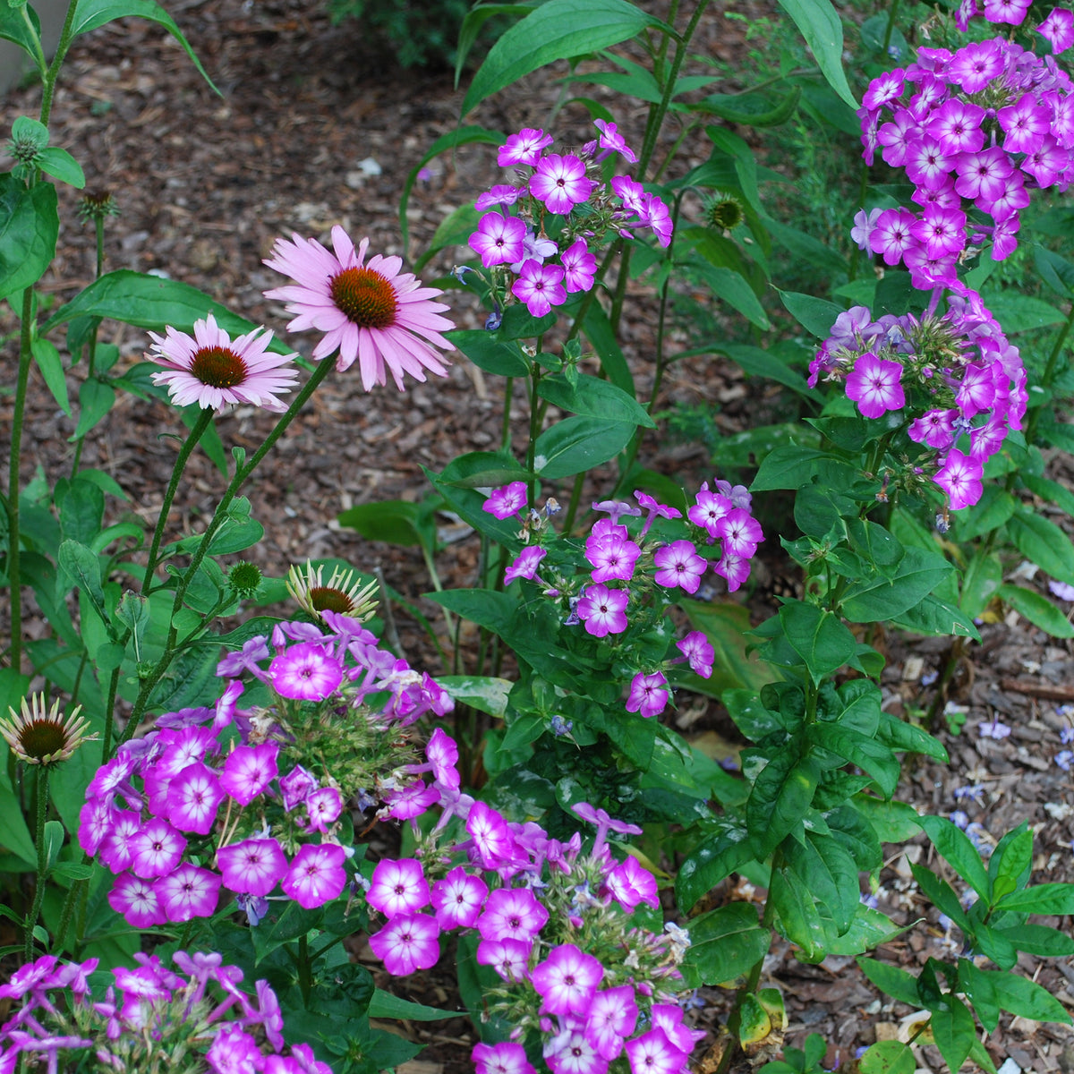 Hohe Flammenblume Uspech - Phlox paniculata Uspech - Willemse