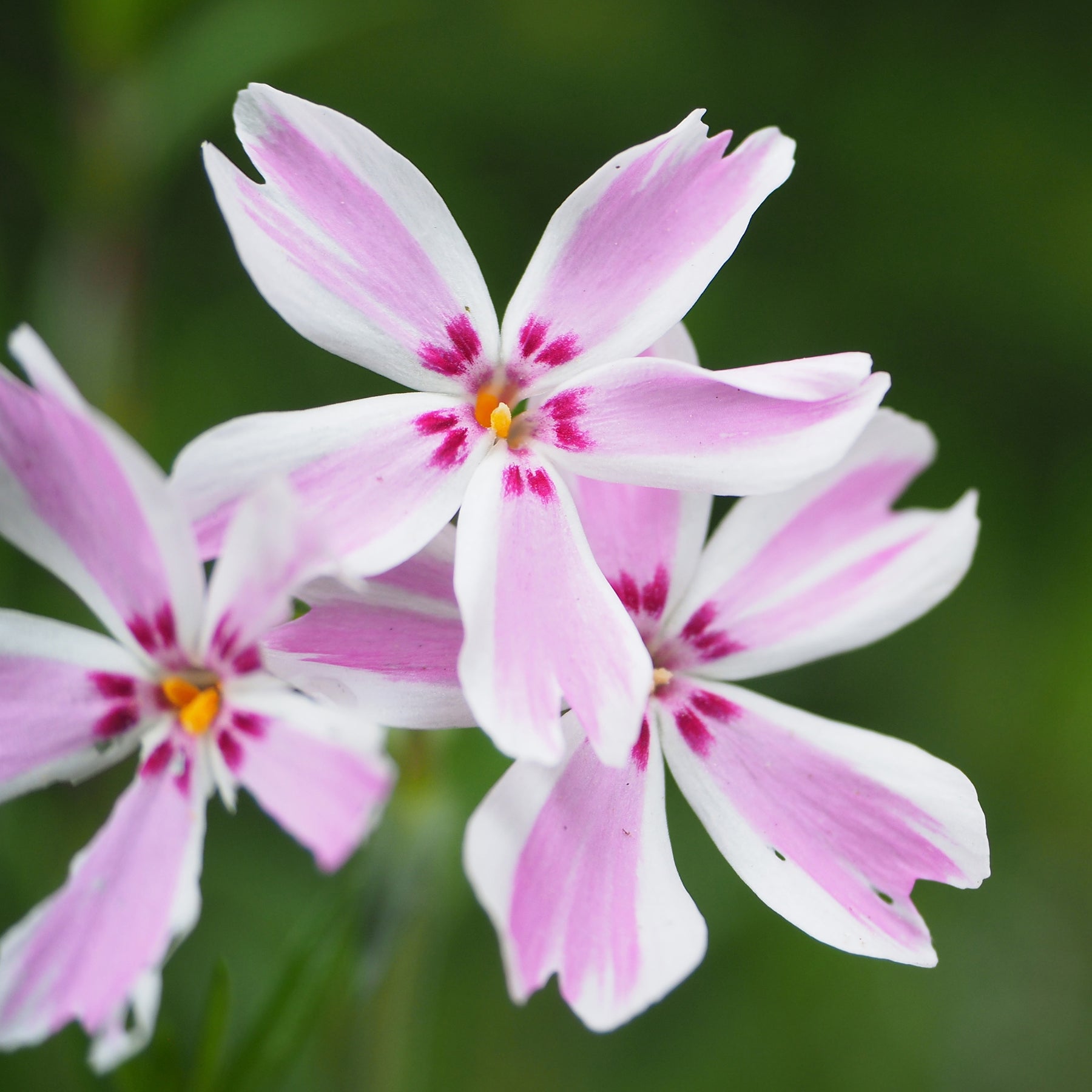 Teppich-Flammenblume 'Candy Stripes' - Willemse