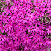 Teppich-Flammenblume Scarlet Flame - Willemse