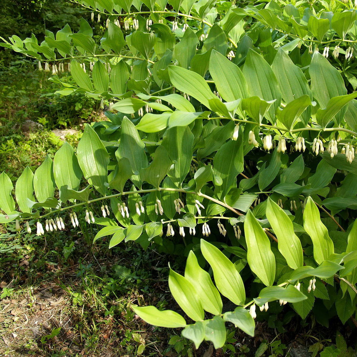 Salomonssiegel - Polygonatum multiflorum - Willemse