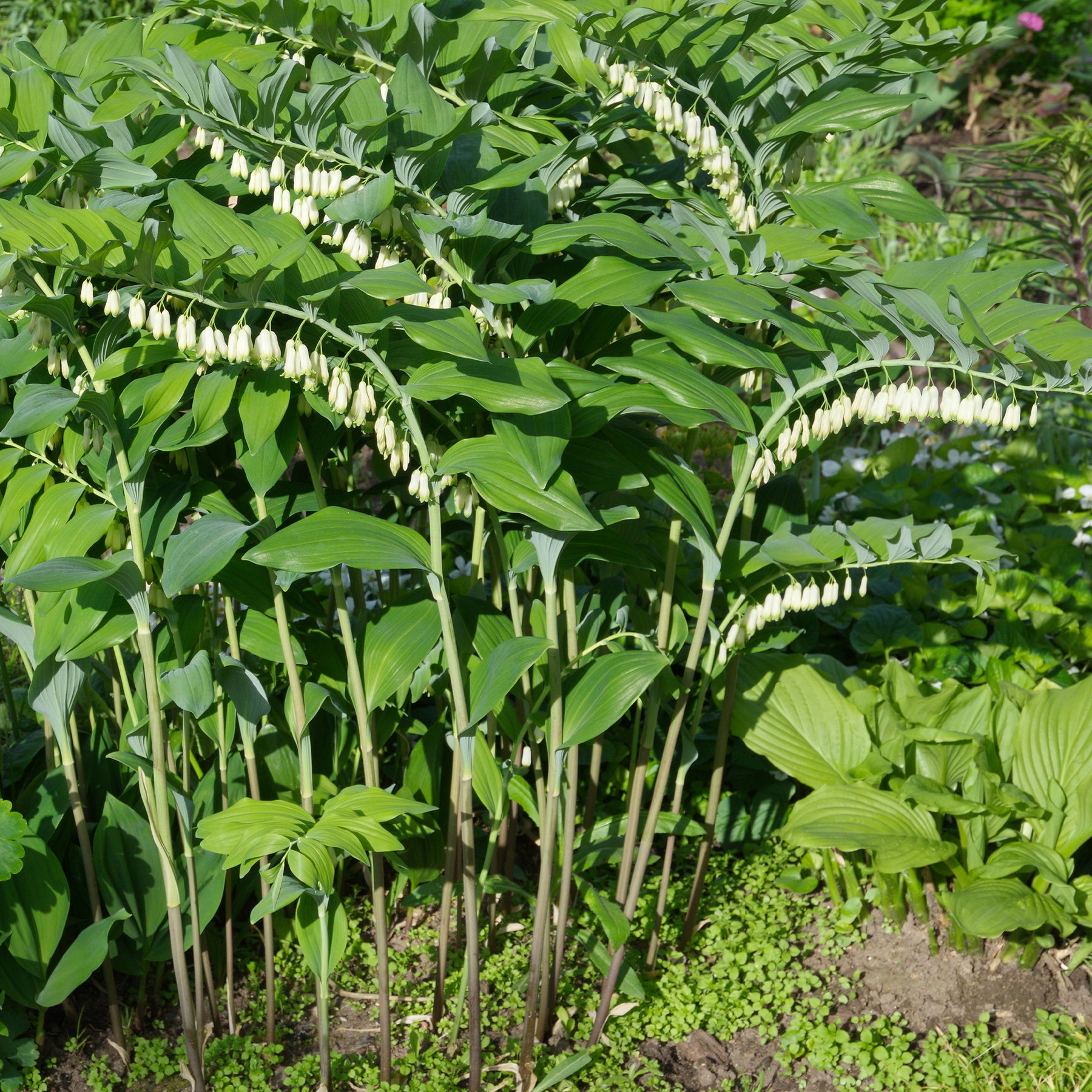 Polygonatum multiflorum - Salomonssiegel - Stauden