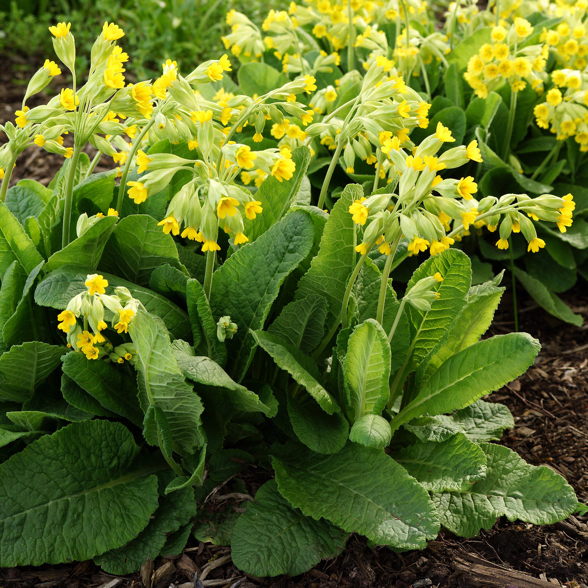Verkauf Apotheker-Schlüsselblume