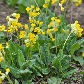 Apotheker-Schlüsselblume - Stauden - Willemse