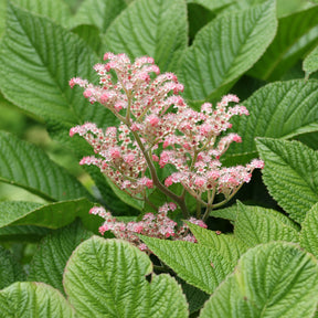 Kastanienblättriges Schaublatt - Rodgersia aesculifolia - Willemse