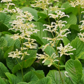 Kastanienblättriges Schaublatt - Willemse