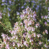 Rosmarinus officinalis majorca pink - Rosmarin Majorca Pink - Balkonblumen